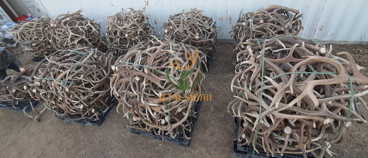 gạc hươu đỏ 4